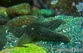 foto de buceo