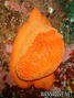 foto de buceo