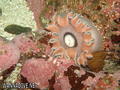 foto de buceo