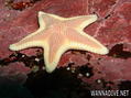 foto de buceo