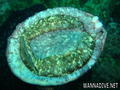 foto de buceo