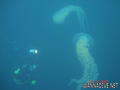 foto de buceo