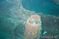 foto de buceo