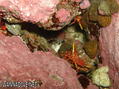 foto de buceo