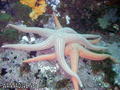 foto de buceo