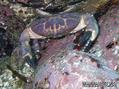 foto de buceo