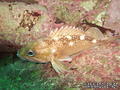 foto de buceo