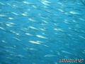 foto de buceo
