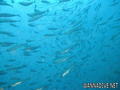 foto de buceo