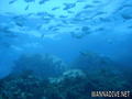foto de buceo