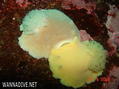 foto de buceo