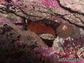 foto de buceo