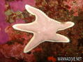 foto de buceo
