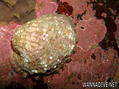 foto de buceo