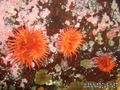 foto de buceo