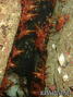 foto de buceo
