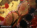 foto de buceo