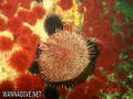 foto de buceo