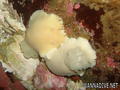 foto de buceo
