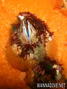 foto de buceo