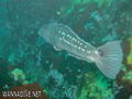 foto de buceo