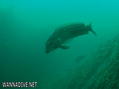 foto de buceo