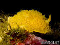 foto de buceo
