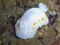 foto de buceo