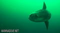 foto de buceo