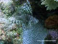 foto de buceo