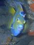 foto de buceo