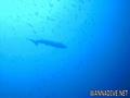 foto de buceo