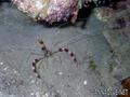 foto de buceo