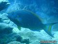 foto de buceo