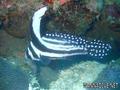 foto de buceo