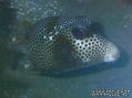 foto de buceo