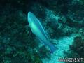 foto de buceo