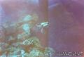 foto de buceo
