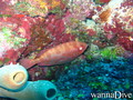foto de buceo