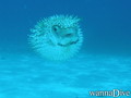 foto de buceo