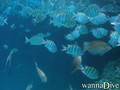 foto de buceo
