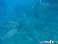 foto de buceo