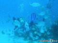 foto de buceo