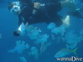 foto de buceo
