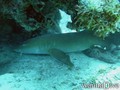 foto de buceo