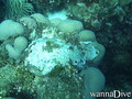 foto de buceo