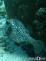 foto de buceo