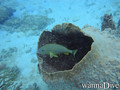 foto de buceo