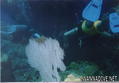 foto de buceo