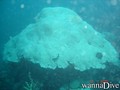 foto de buceo